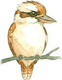 Kookaburra illustration
